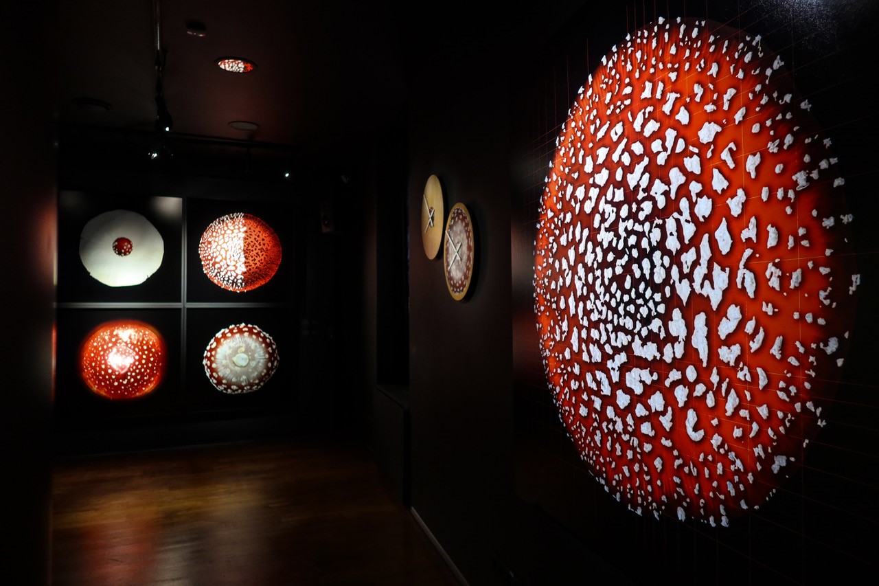 Fotol on Eesti Loodusmuuseumi esimese korruse saal. Saalis on hämar. Vasakul seinal on pilt suurest puna-valgest kärbseseenest ülevalt pildistatuna. Otse vaates kaugemal on seinal neljast kärbseseenepildist koosnev teos.