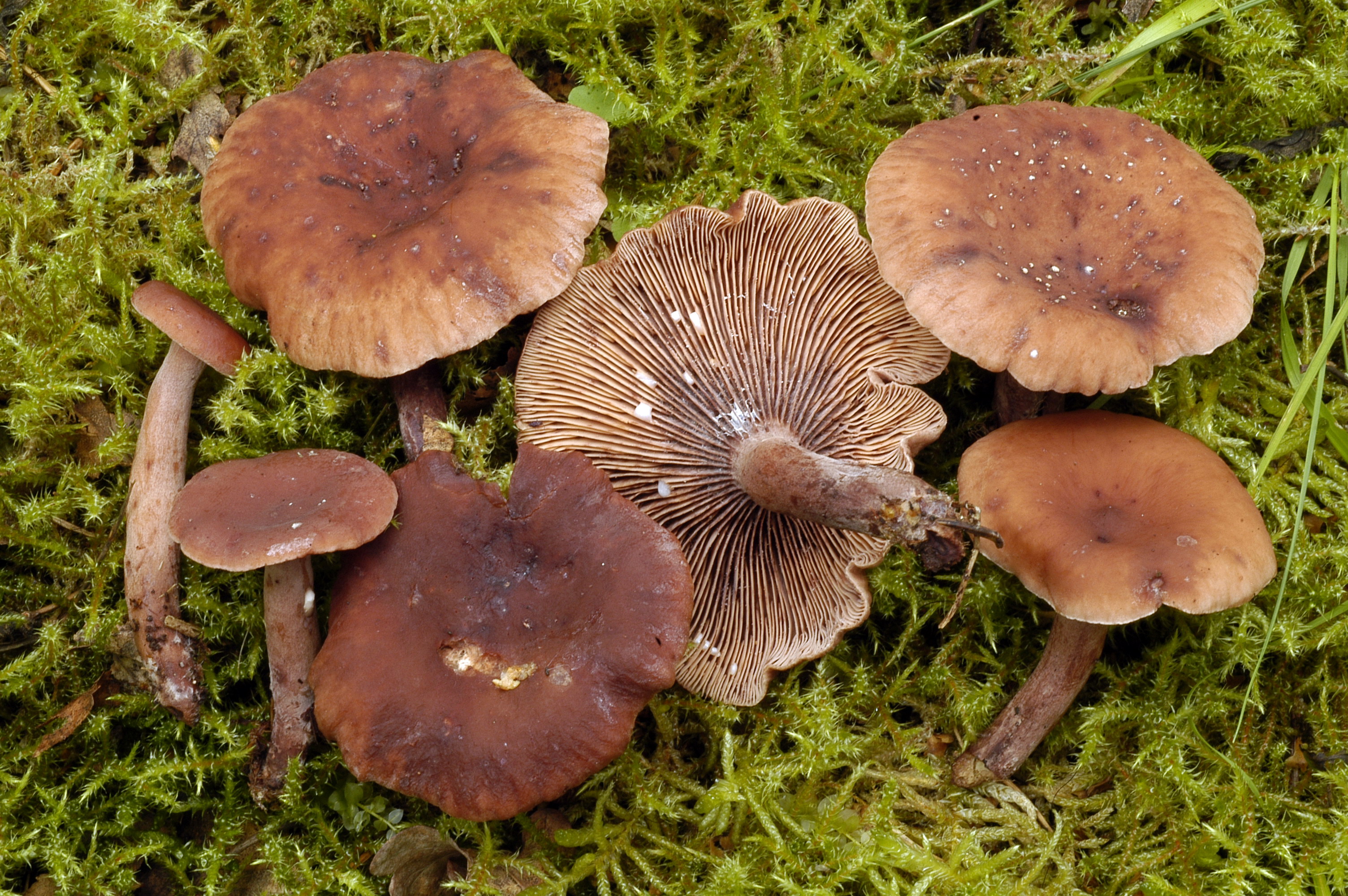 Kamperriisikas. Lactarius camphoratus. Vello Liiv