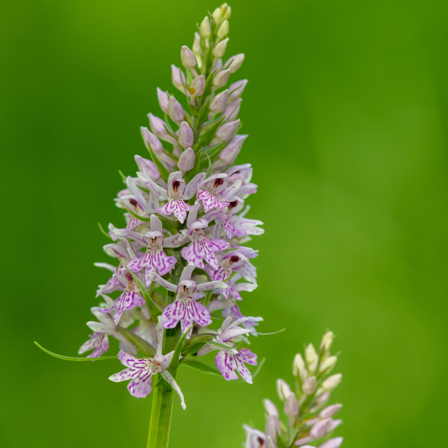 Vööthuul-sõrmkäpp. Dactylorhiza fuchsii