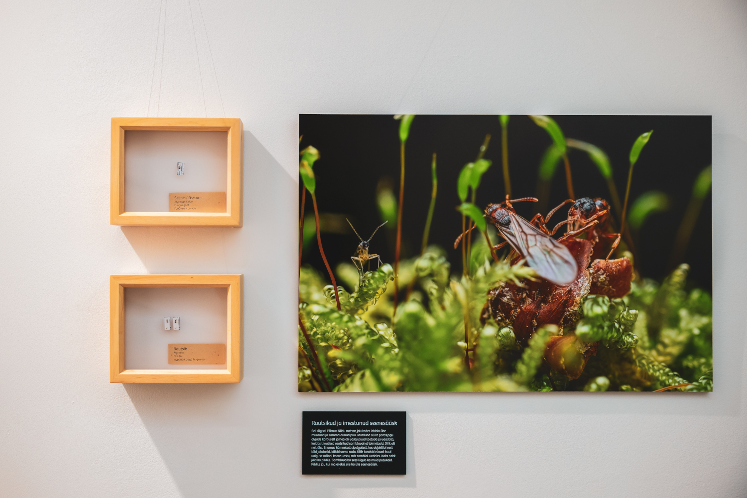 Vaibarahvas - näitus Eesti Loodusmuuseumi trepigaleriis
