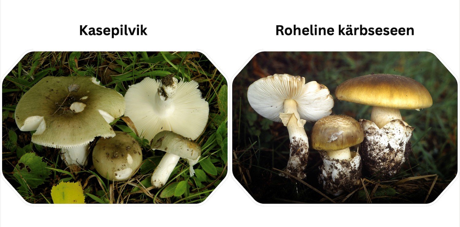 Kasepilvik-roheline kärbseseen