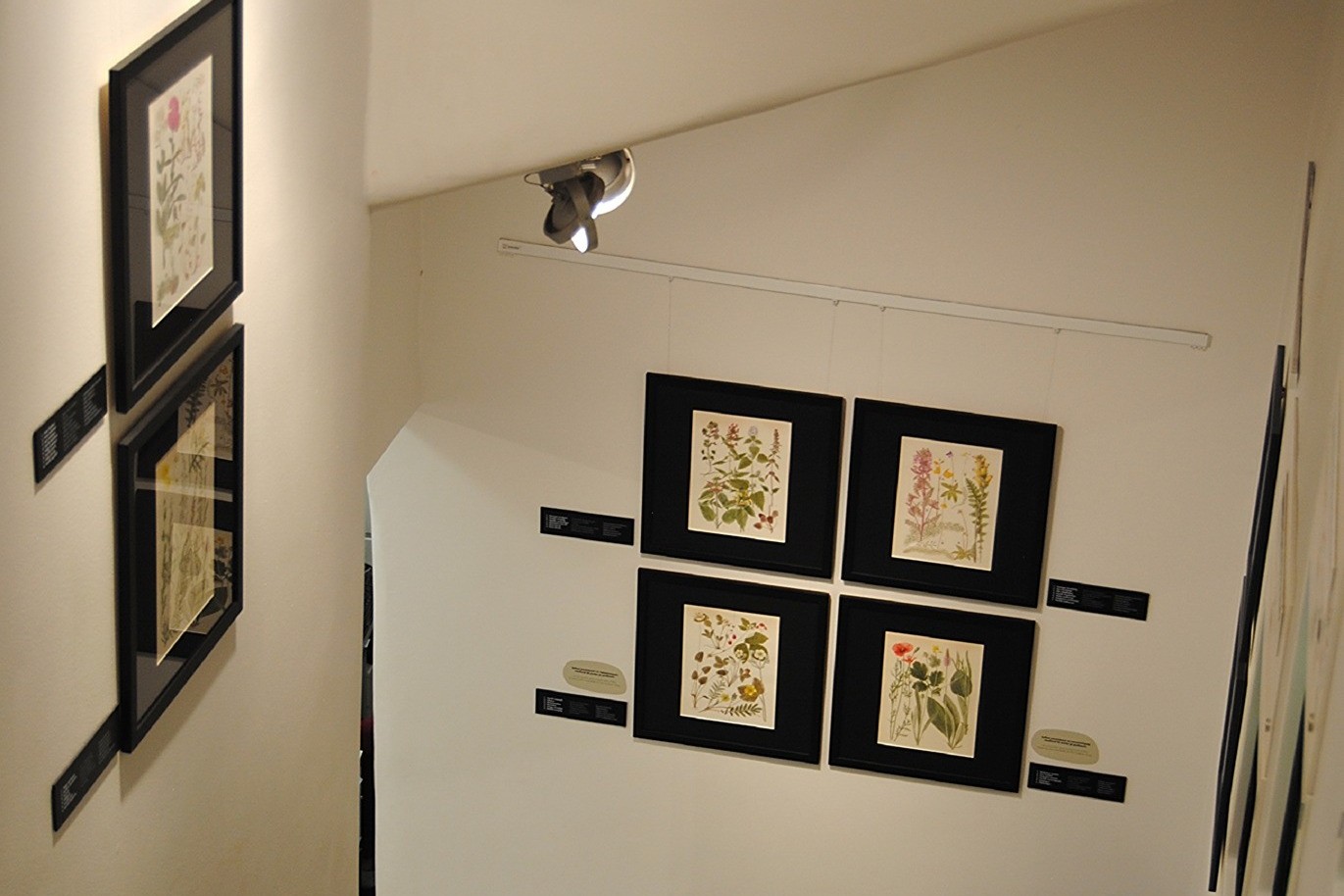 Guara Muuga illustratsioonid trepigaleriis