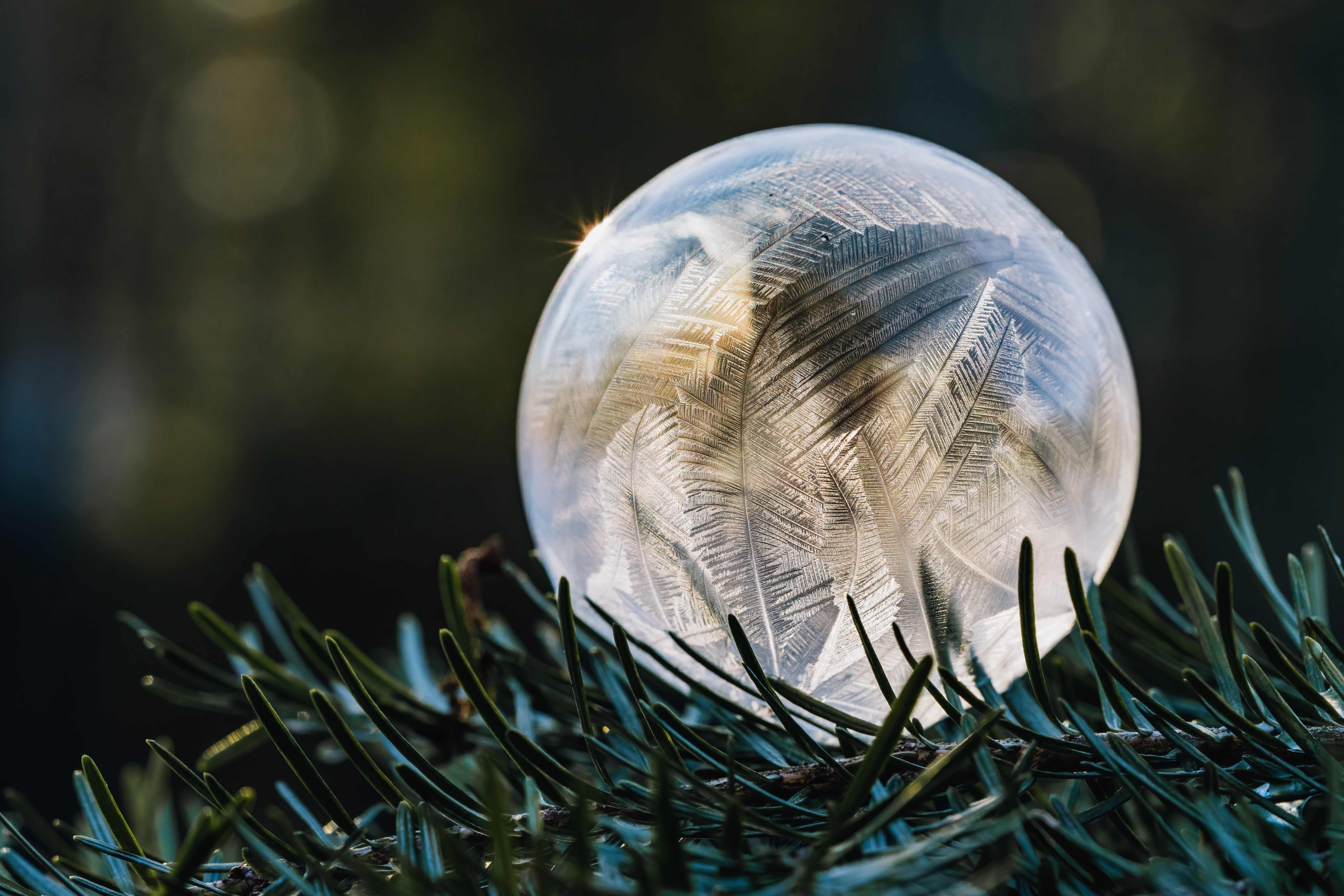 Külmunud mull kuusel