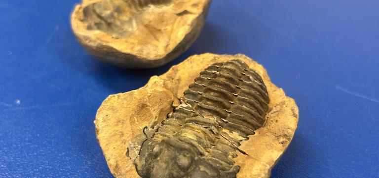 Trilobiidi fossiil sinisel laual