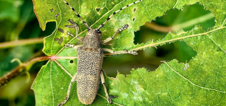 Suur-haavasikk söödud aukudega lehel.