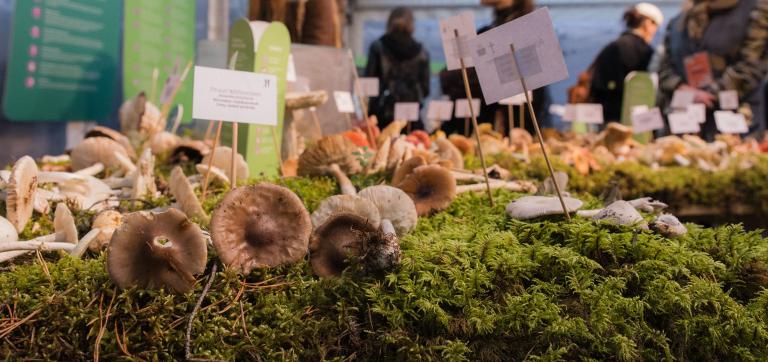 Eesti Loodusmuuseumis avati juba 64. korda seenenäitus 