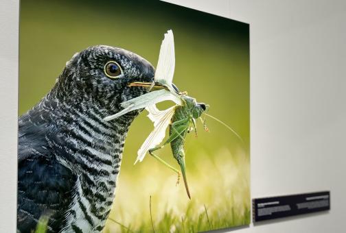 Ilmar ja Verner Kauri fotonäitus "Lähiloodus". Foto seinal, kus on kujutatud lind, kastesel murul, roheline tiibadega putukas noka vahel.