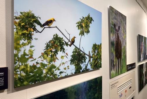 Fotod seinal, esiplaanil foto puuokstest, kus on peoleod