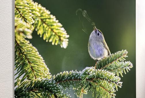 Foto seinal, kuuseoksal istub lind, pöialpoiss