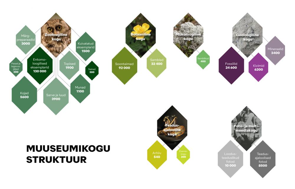 Eesti Loodusmuuseumi kogude struktuur. Teemantit meenutavas mustri abil on edasi antud alakogude ja alamkogude struktuur ning eksemplaride arv kogudes.
