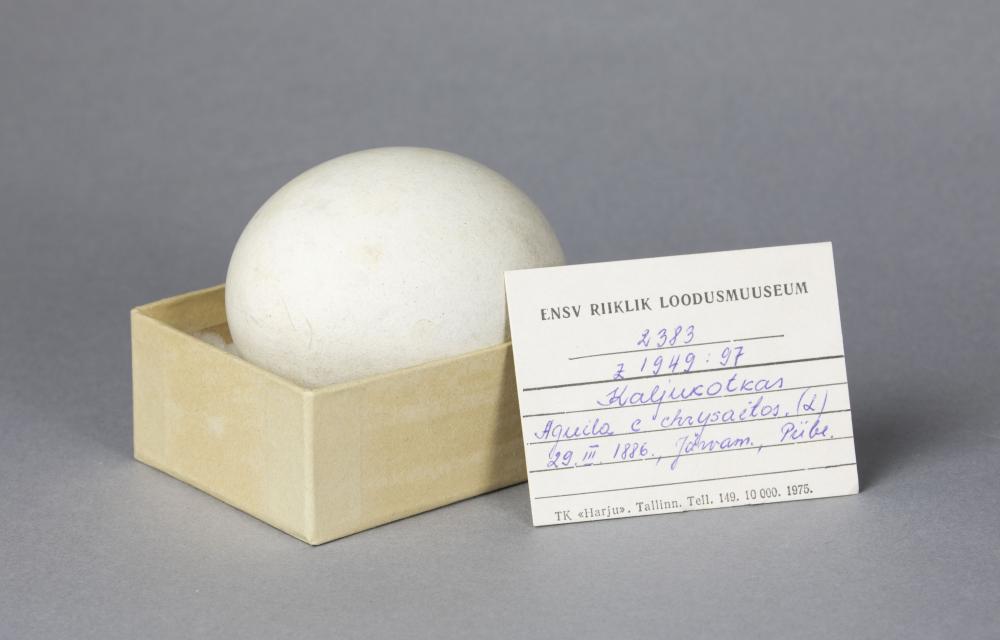 1886. aastal leitud kaljukotka muna Eesti Loodusmuuseumi kogust. Foto autor Lennart Lennuk