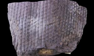 Sigillaria mamillaris, Karboni ajastust pärit ürgse puutüve fossiil